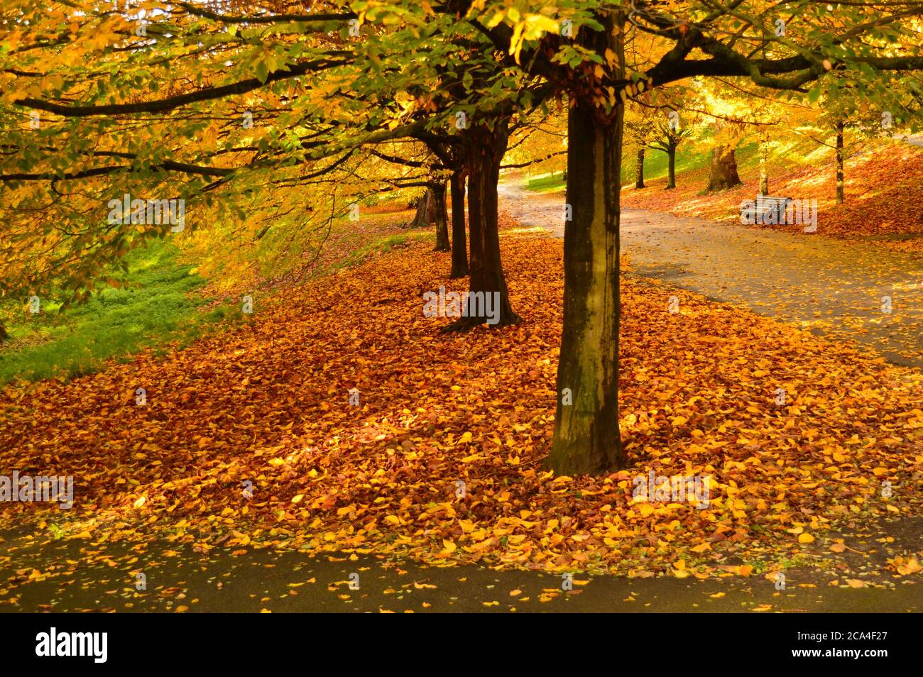 panca vuota in un parco circondato da foglie cadute di giallo e marrone Foto Stock