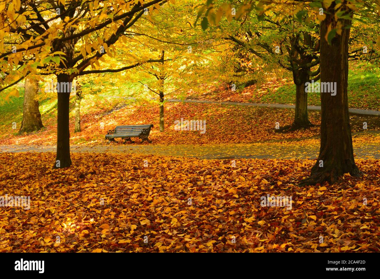 panca vuota in un parco circondato da foglie cadute di giallo e marrone Foto Stock