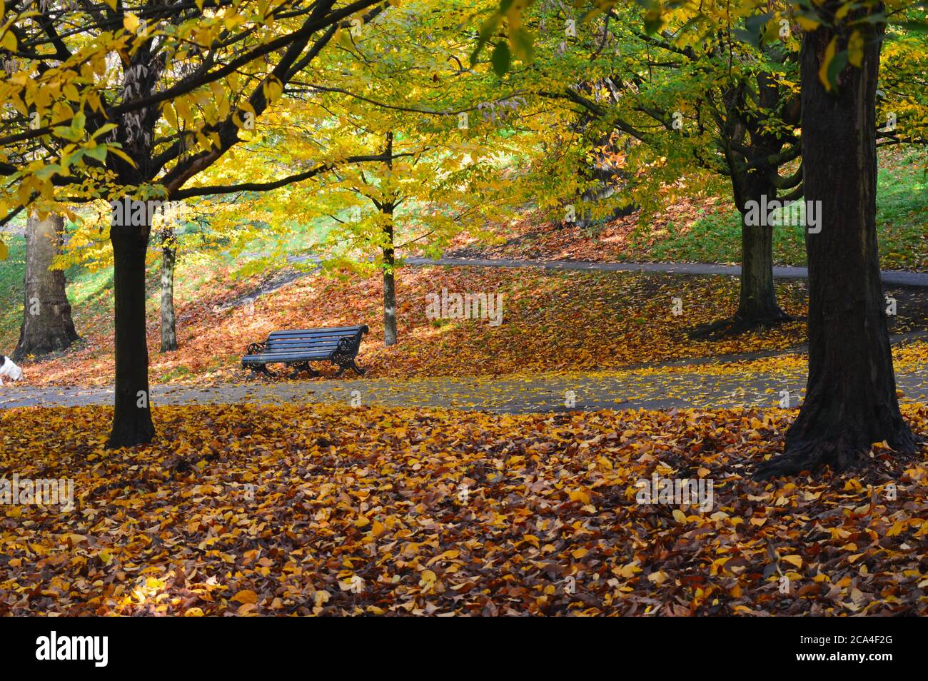 panca vuota in un parco circondato da foglie cadute di giallo e marrone Foto Stock