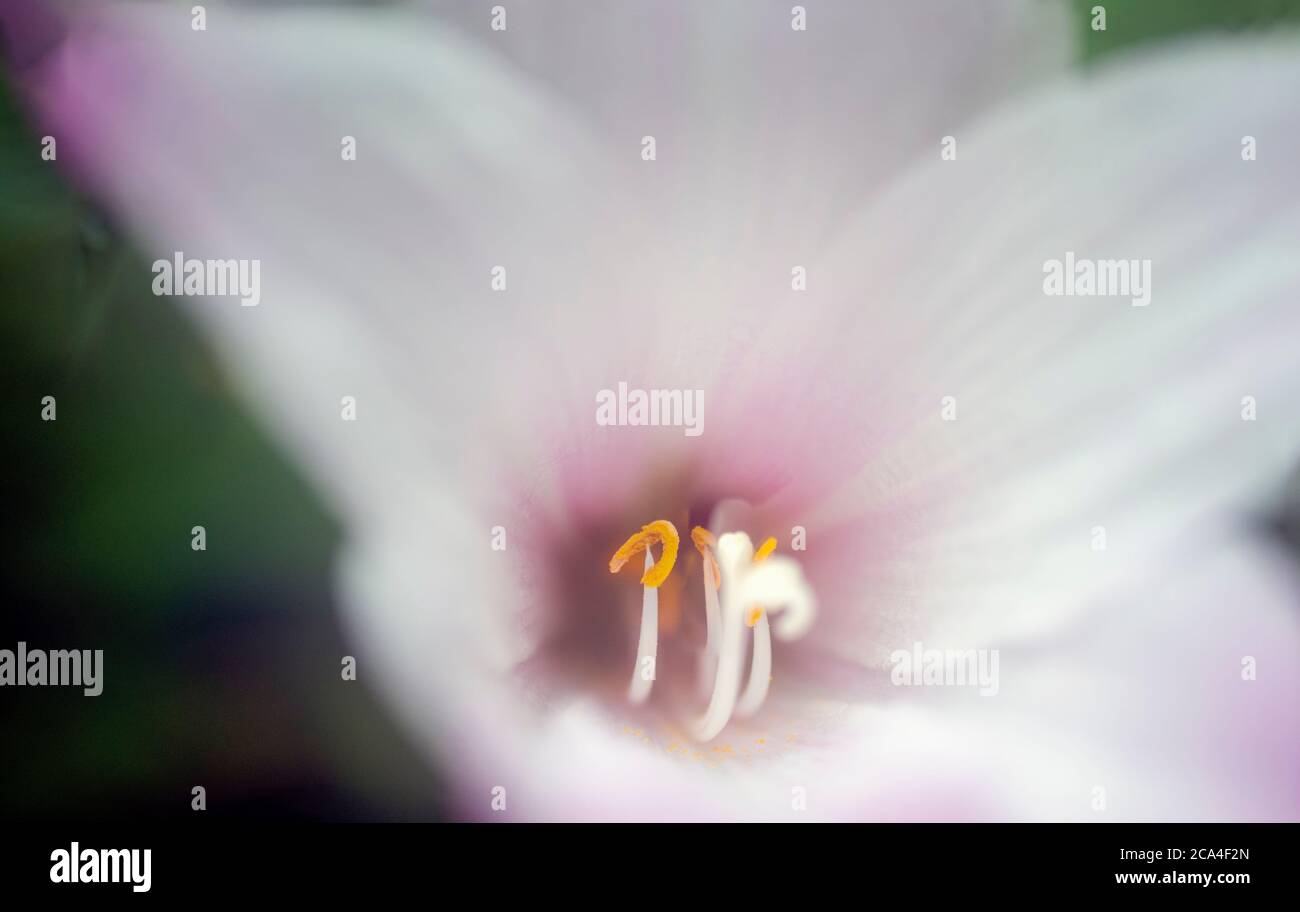 Primo piano estremo e primo piano selettivo di un fiore rosa e bianco a bulbo non identificato che mostra la parte interna del fiore piselli e fil Foto Stock