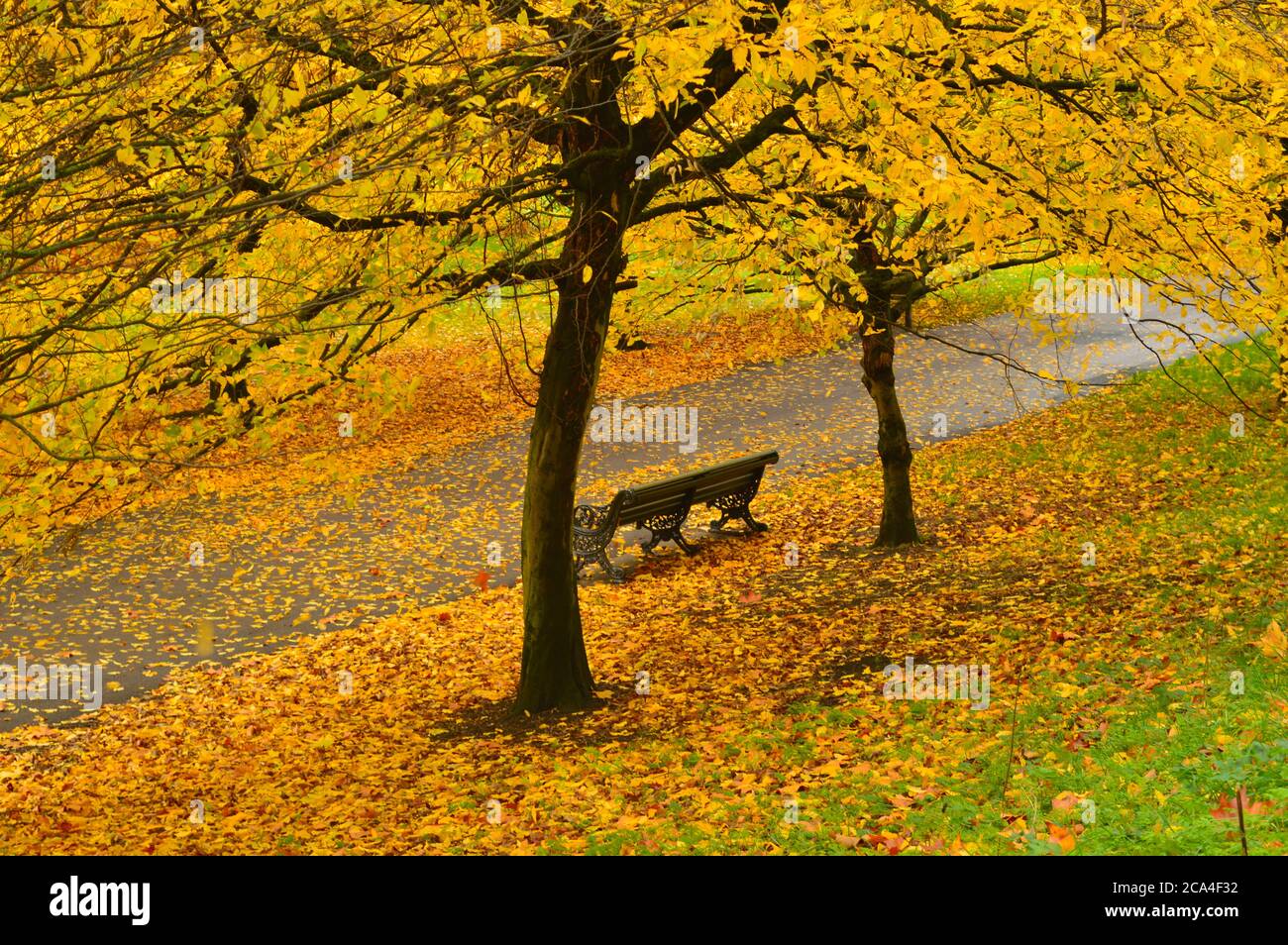 panca vuota in un parco circondato da foglie cadute di giallo e marrone Foto Stock