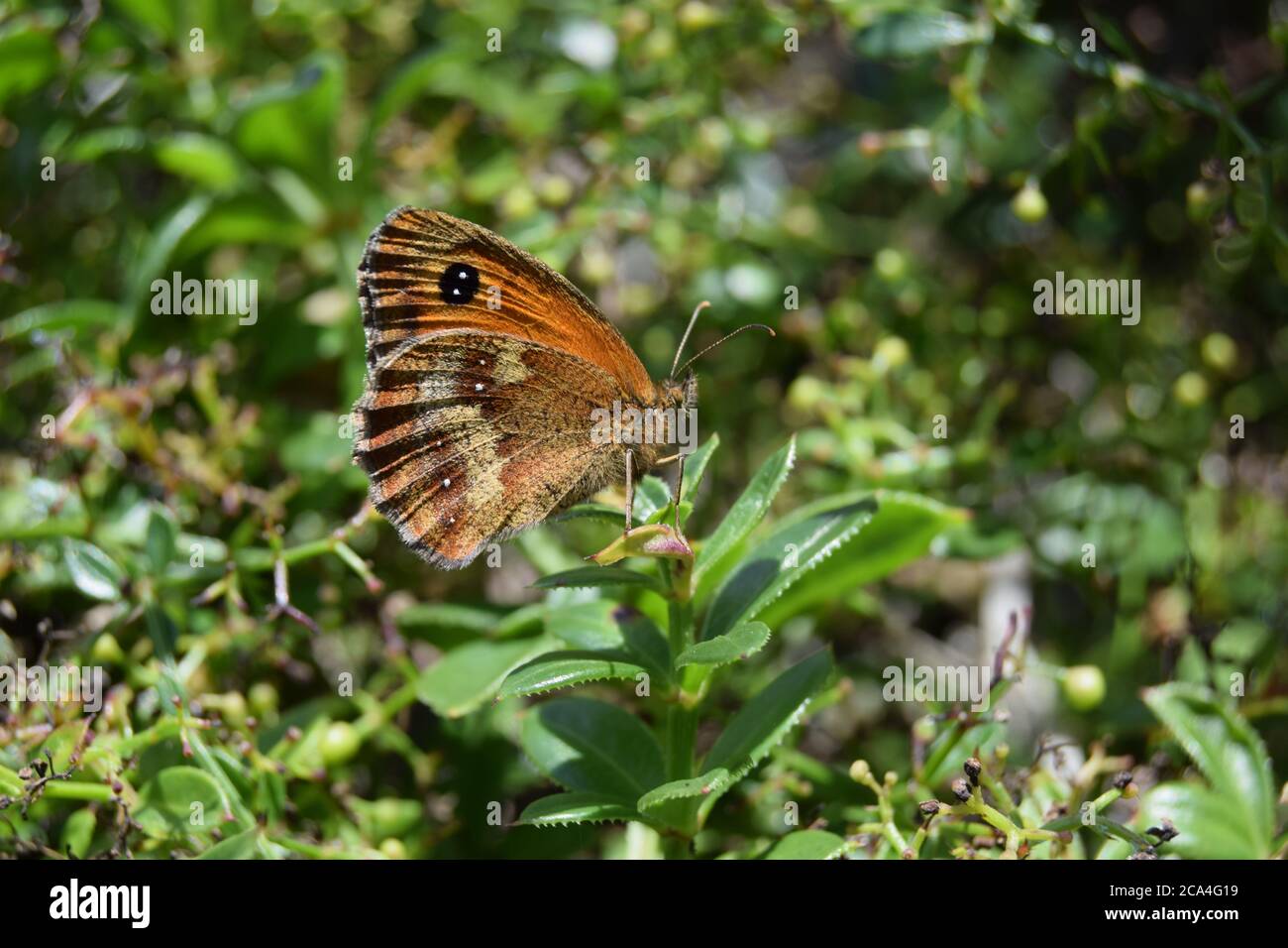 le ali del gatekeeper sono chiuse Foto Stock