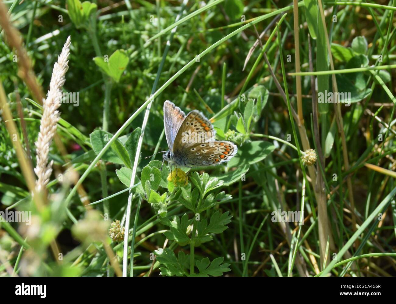 borchie blu in argento in hedgerow Foto Stock