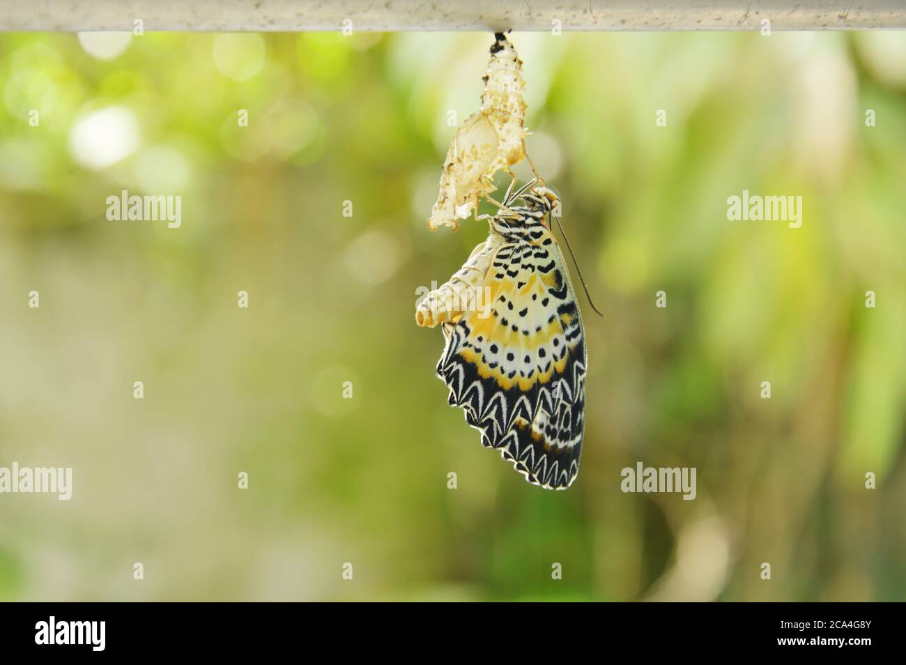 metamorfosi farfalla da cocoon e prepararsi a volare su linea di  abbigliamento in alluminio in giardino Foto stock - Alamy