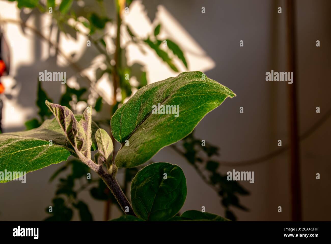 La pianta delle melanzane inizia a fiorire, ogni fiore diventerà una melanzana. Foto Stock