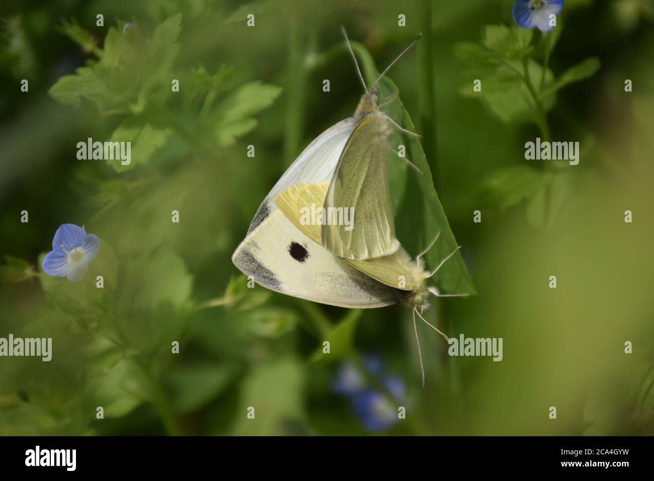 piccole farfalle bianche che si accoppiano Foto Stock