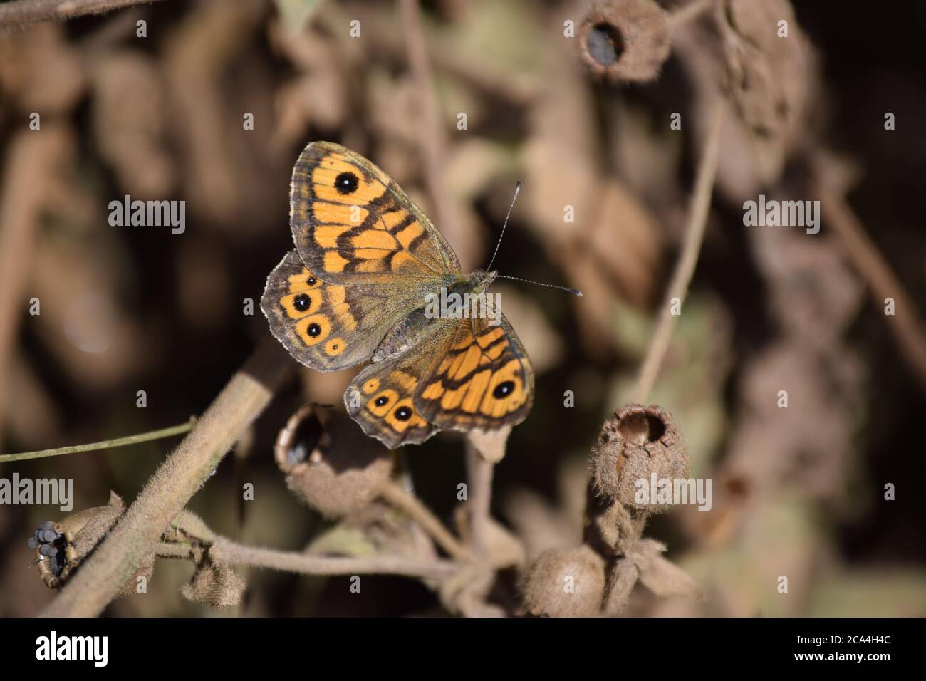 Parete marrone farfalla a riposo Foto Stock