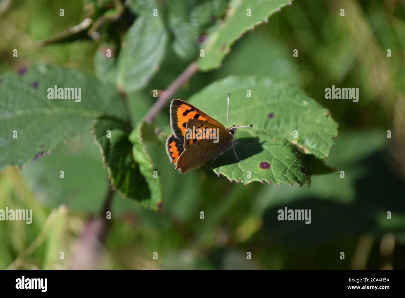 rame piccolo a pezzetti su foglia Foto Stock