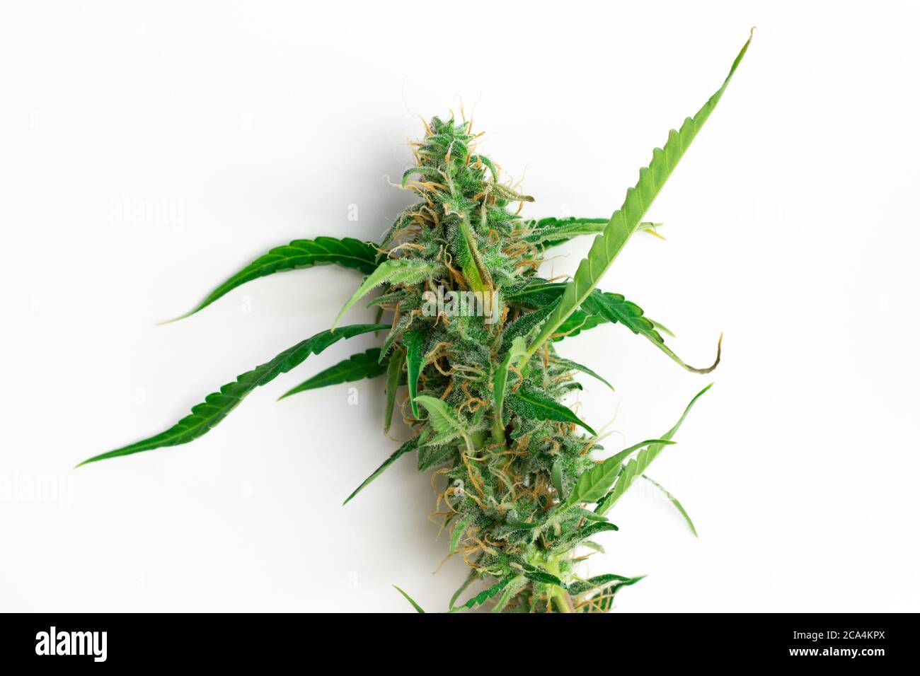 Pianta di marijuana isolata su sfondo bianco, vista dall'alto della pianta di cannabis Foto Stock