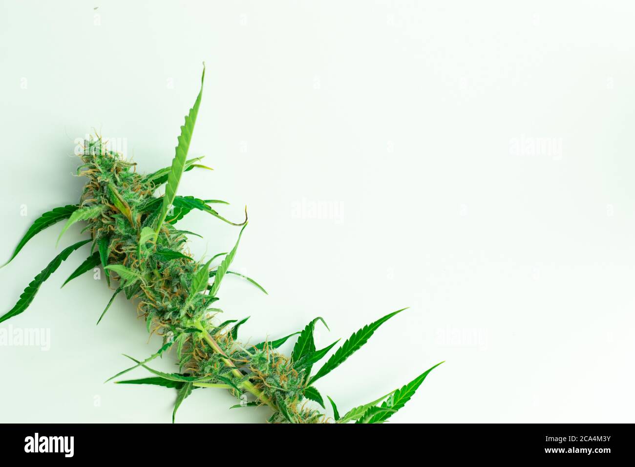 Pianta di cannabis piatta su sfondo bianco con spazio di copia. Vista dall'alto di boccioli di erbacce biologiche. THC e CBD marijuana Foto Stock