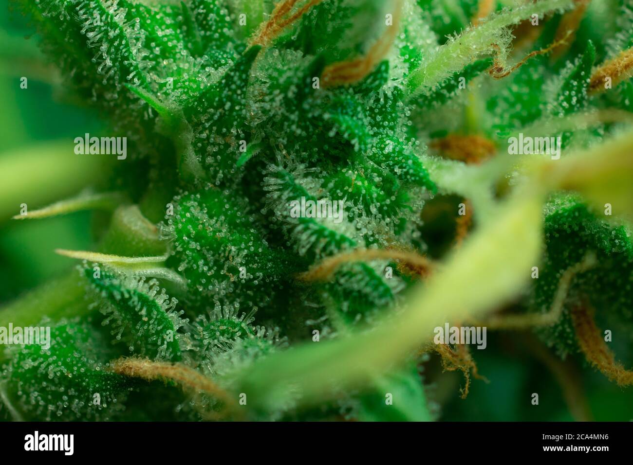 Macro primo piano dei cristalli di cannabis THC. Erbacce trichomes, Marijuana pianta Foto Stock