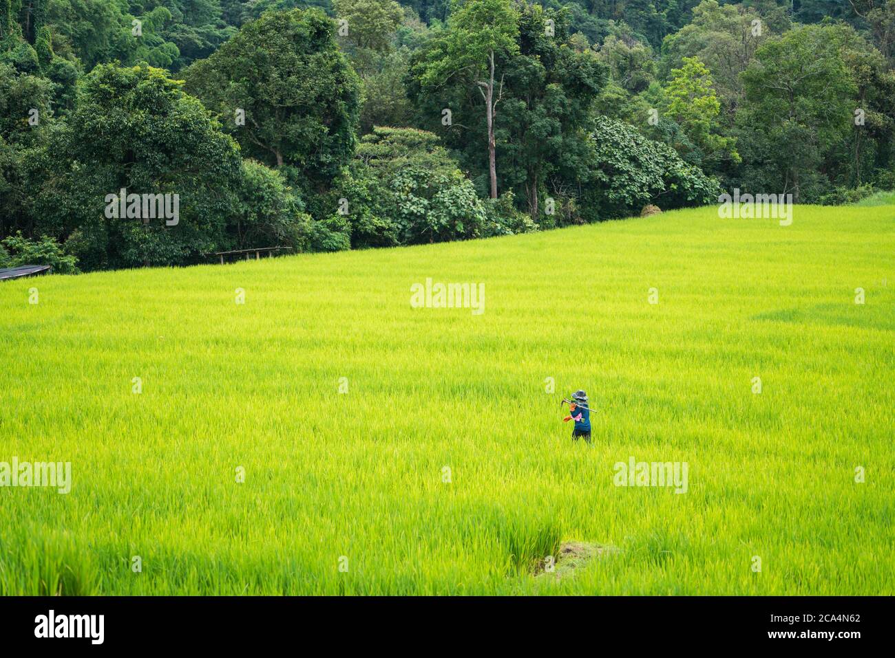 Agricoltore asiatico che lavora nel campo del riso Foto Stock