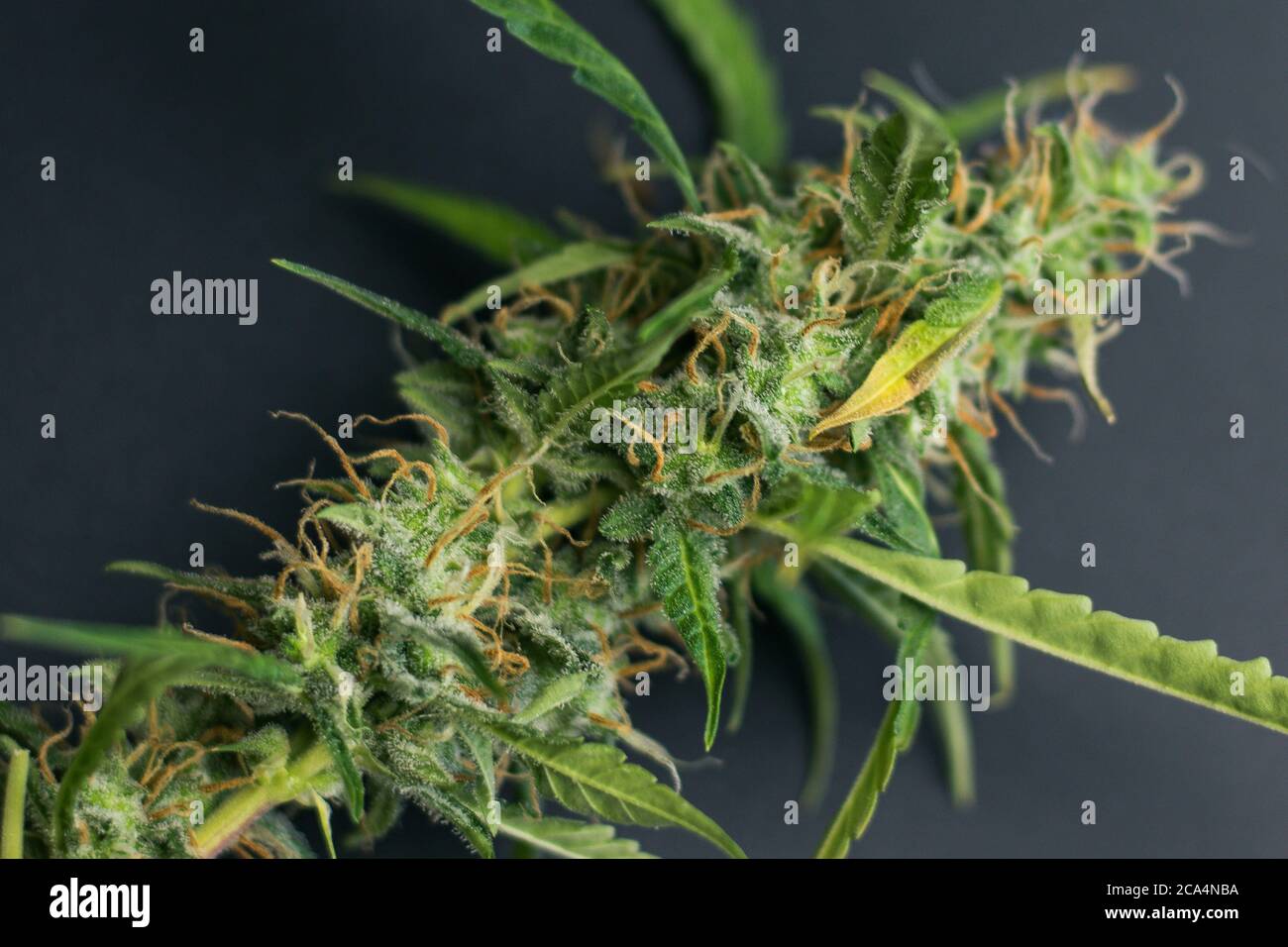 Primo piano di gemme di piante di cannabis. Marijuana con tricomi su sfondo nero. Erbacce organiche per uso medico Foto Stock