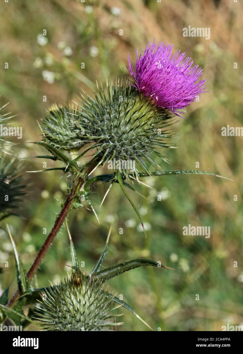 Spear Thistle (circium vulgare) Foto Stock