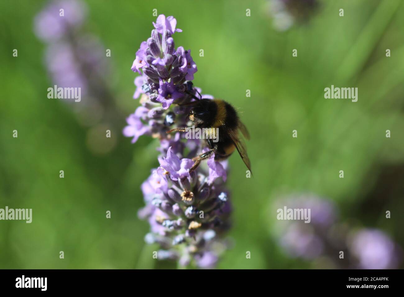 Ape su fiori di lavanda Foto Stock