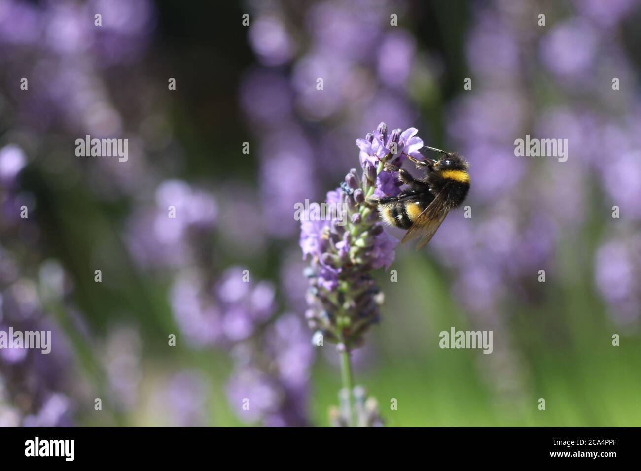 Ape su fiori di lavanda Foto Stock