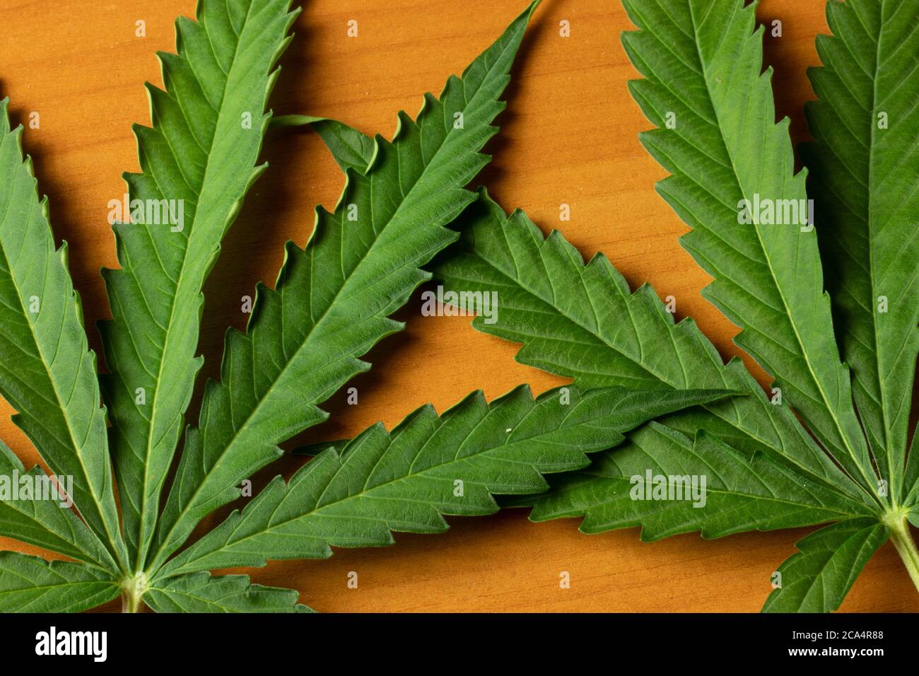 Vista dall'alto della foglia di cannabis di marijuana. Pianta di erbaccia Foto Stock