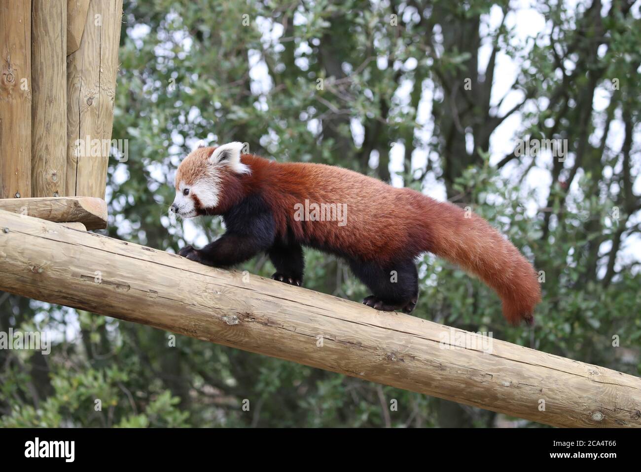 Panda rossi in una delle riserve animali estese dello Yorkshire Wildlife Park, l'Himalayan Pass. Le due nuove riserve del parco, dove i visitatori possono vedere Hyenas, Gelada Monkeys, Red Pandas e lisce lontre rivestite, sono state ufficialmente aperte dal presentatore del Countryfile Helen Skelton martedì. Foto Stock