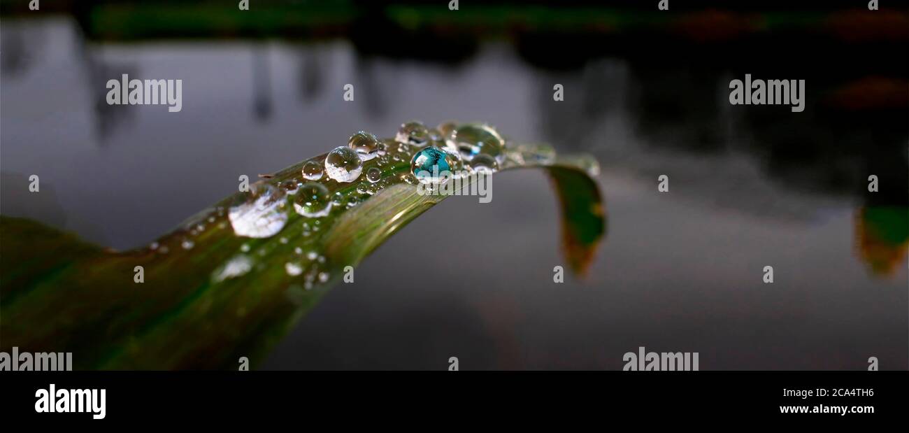 Gocce d'acqua sulla foglia con riflesso della terra Foto Stock