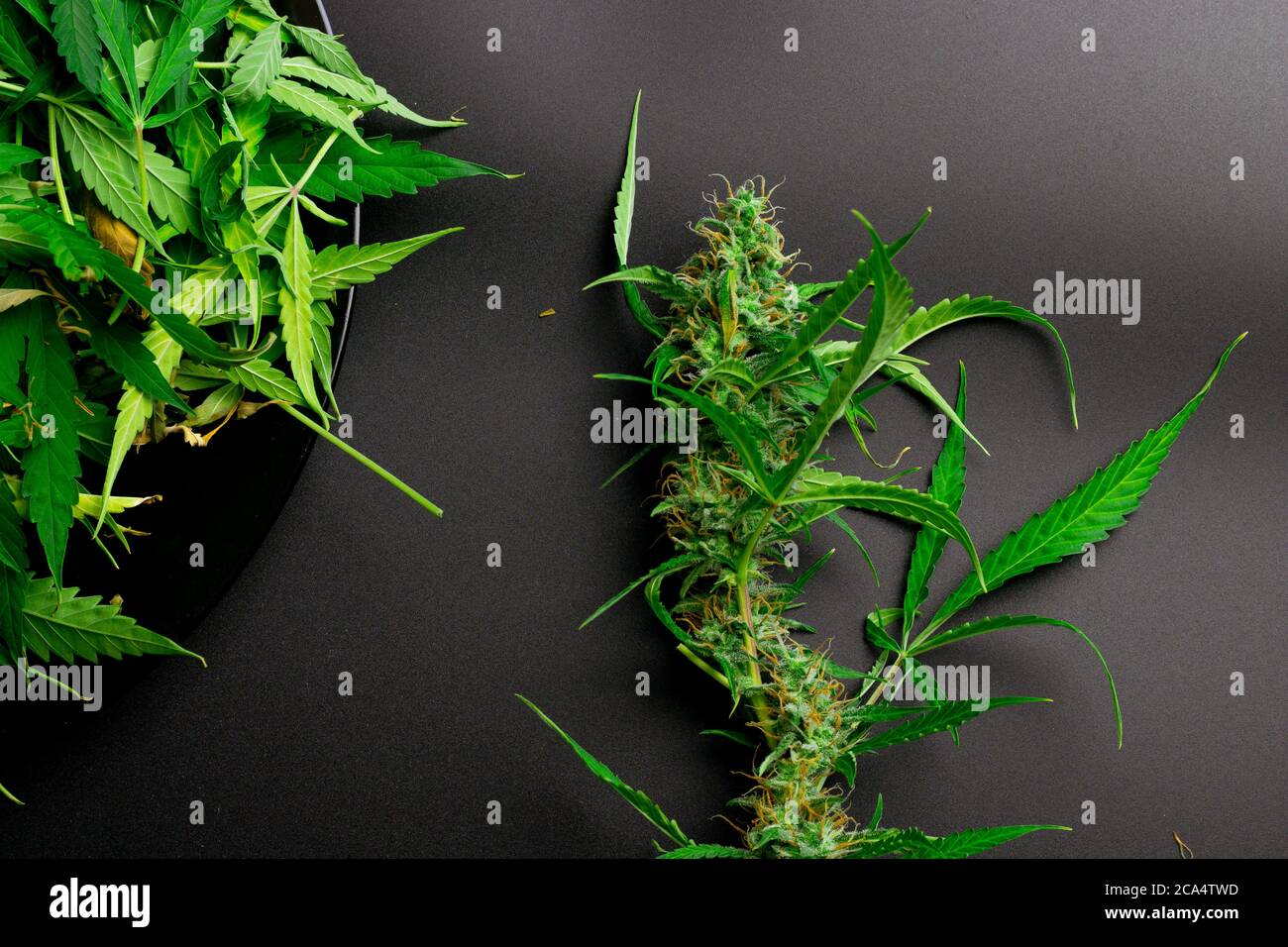 La pianta di Marijuana medica e la cannabis lasciano la vista dall'alto su sfondo nero Foto Stock