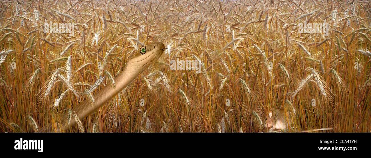 Serpente in cerca di mouse in un campo di grano Foto Stock