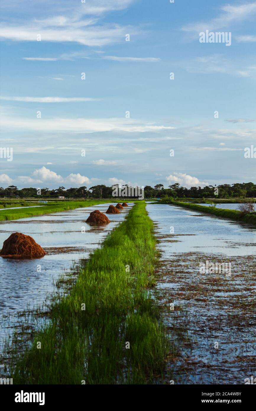 Fotografia di raccolti campo, campo dopo i raccolti, nuova immagine di stock come si ha bisogno. Foto Stock