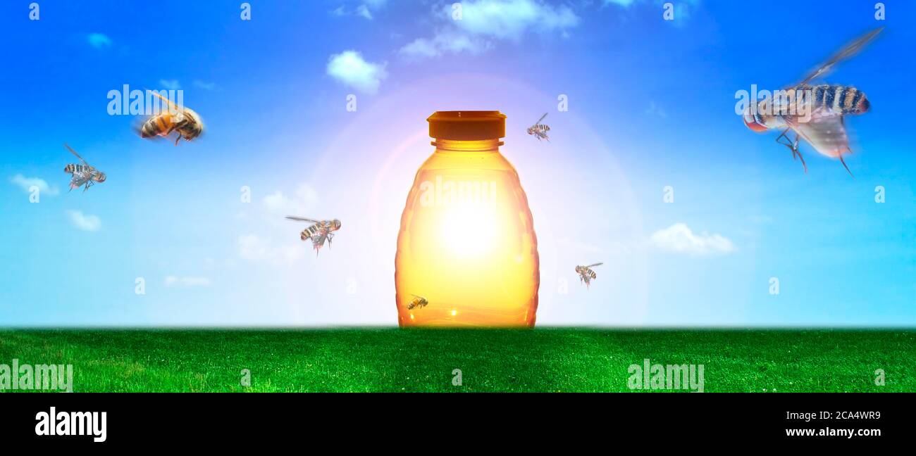 Le api vanno al vaso di miele Foto Stock