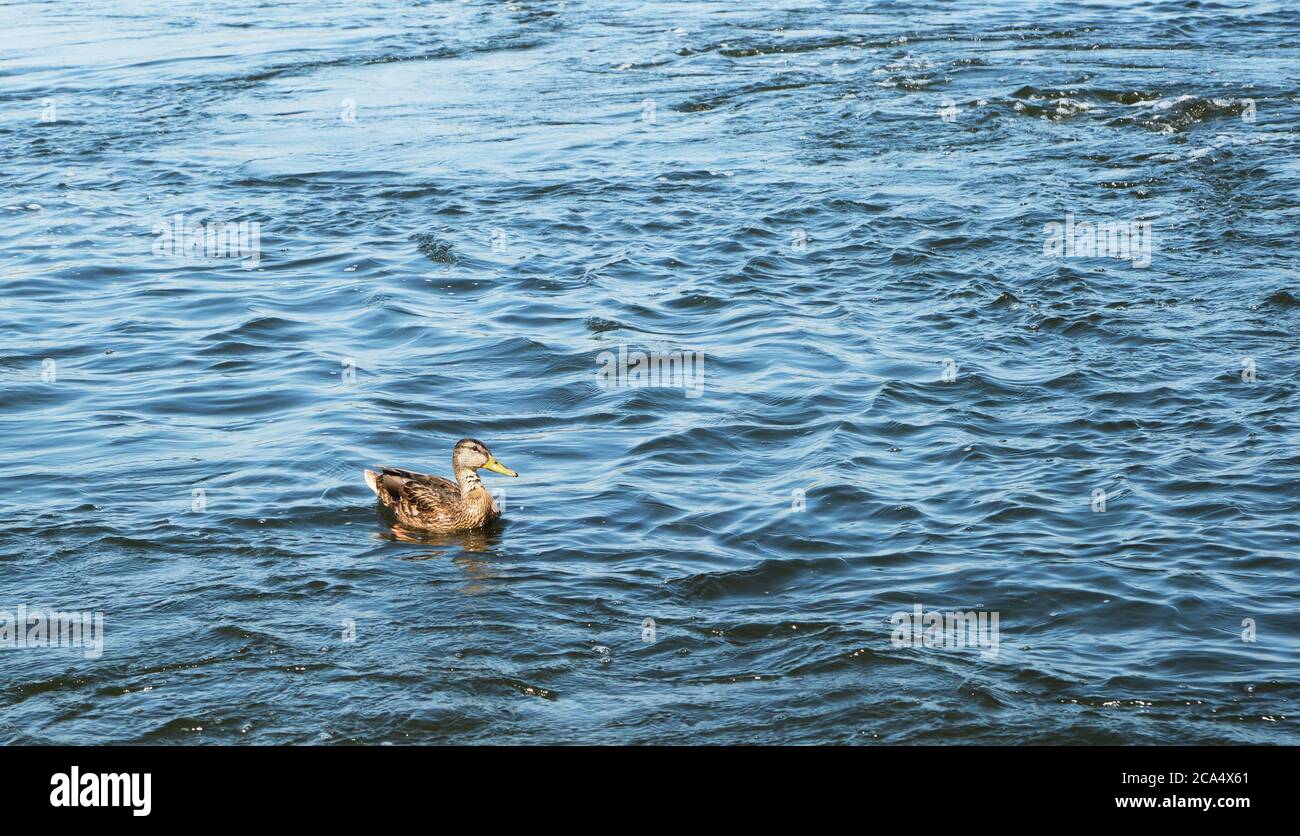 L'anatra lone nuota nel fiume con una forte corrente Foto Stock