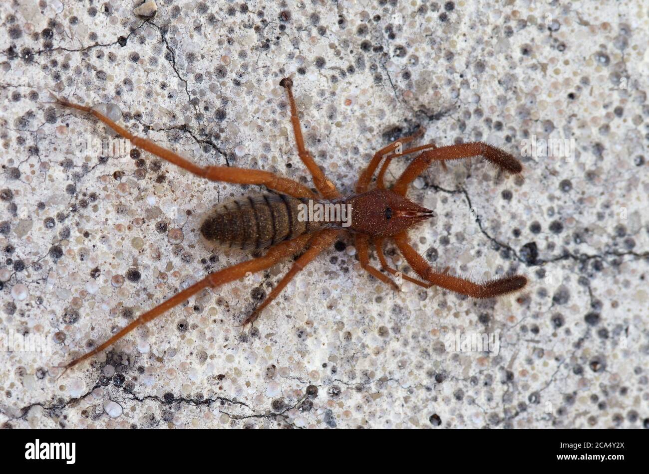 Panoramica di un ragno di cammello marrone, scorpione del vento, ragno del sole o solo solifugo (Gluvia dorsalis) su pietra come, terra di asfalto. Montagne Arrabida, set Foto Stock