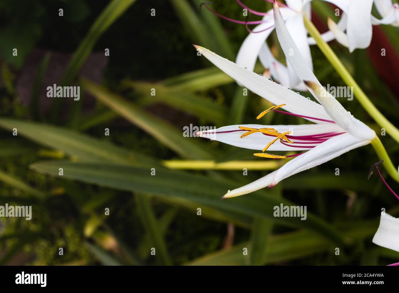 Ogni fiore ha il suo proprio disegno, i propri modelli, la propria bellezza Foto Stock