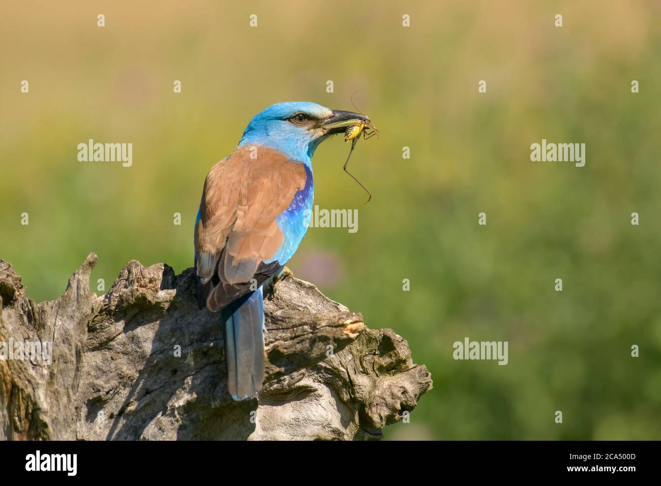 Rullo europeo (Coracias garrulus) con un grasshopper nel suo becco su uno sfondo sfocato Foto Stock