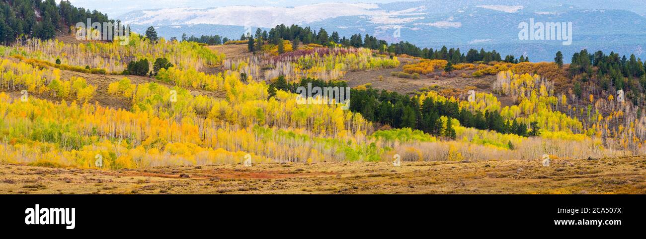 Vista degli aspens americani (Topulus tremuloides) e di Evergreens, Boulder Mountain, Utah, USA Foto Stock