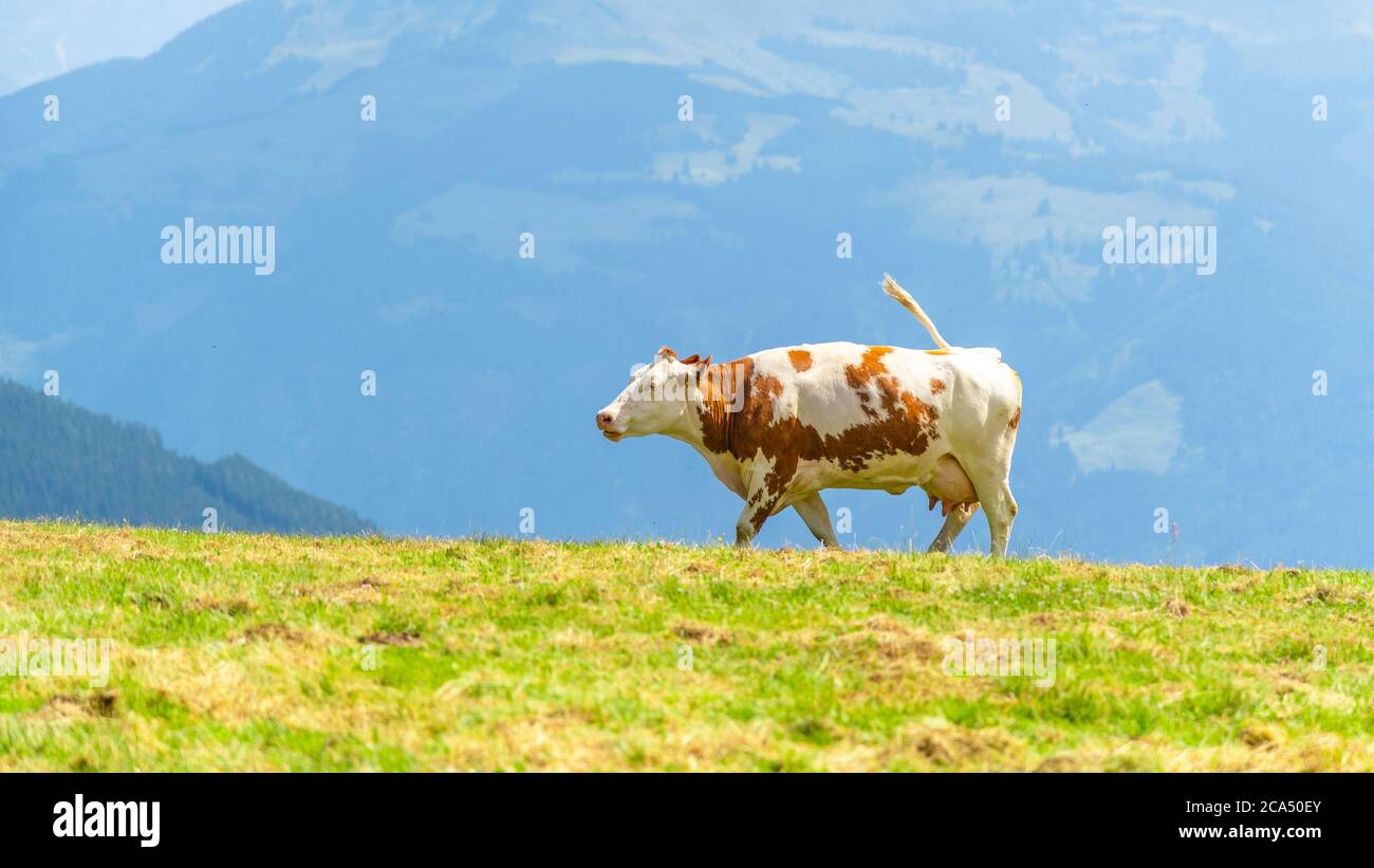 Mucca pascolando su prati verdi e lussureggianti. Alpi austriache, Austria. Foto Stock Mucca pascolando su prati verdi e lussureggianti. Alpi austriache, Austria. Foto Stock