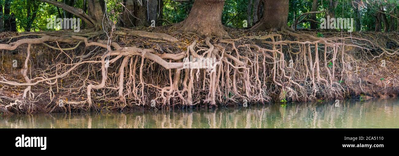 Radici di albero esposte che raggiungono per acqua, regione paludosa Pantanal, Brasile, Sud America Foto Stock