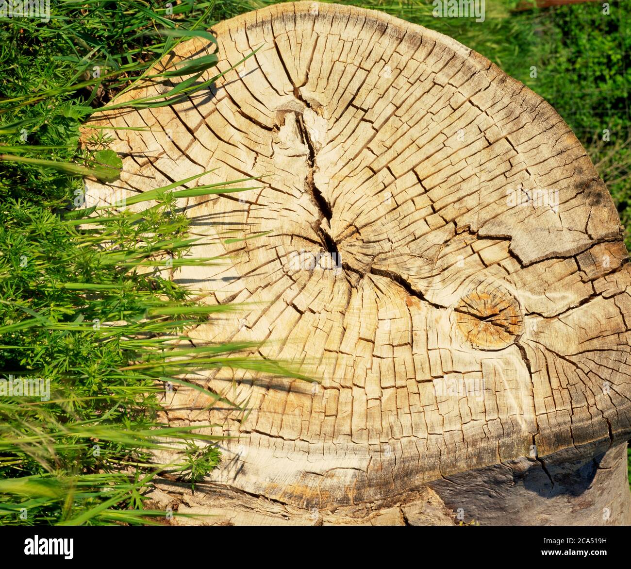 Anelli di albero spaccati su ceppo di albero abbattuto Foto Stock