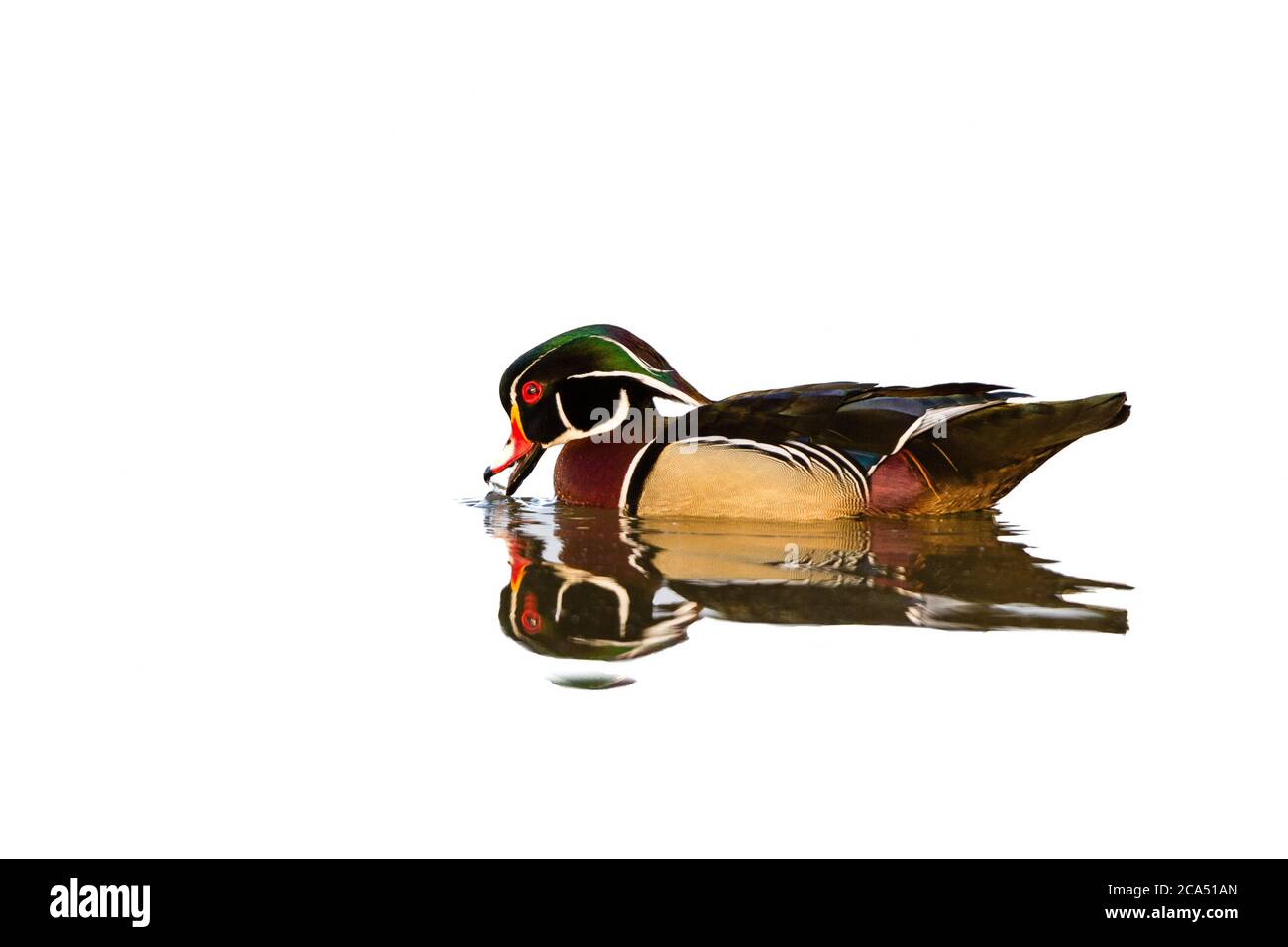 Wood Duck (Aix sponsora) maschio in zona umida, Marion Co., Illinois, Stati Uniti Foto Stock