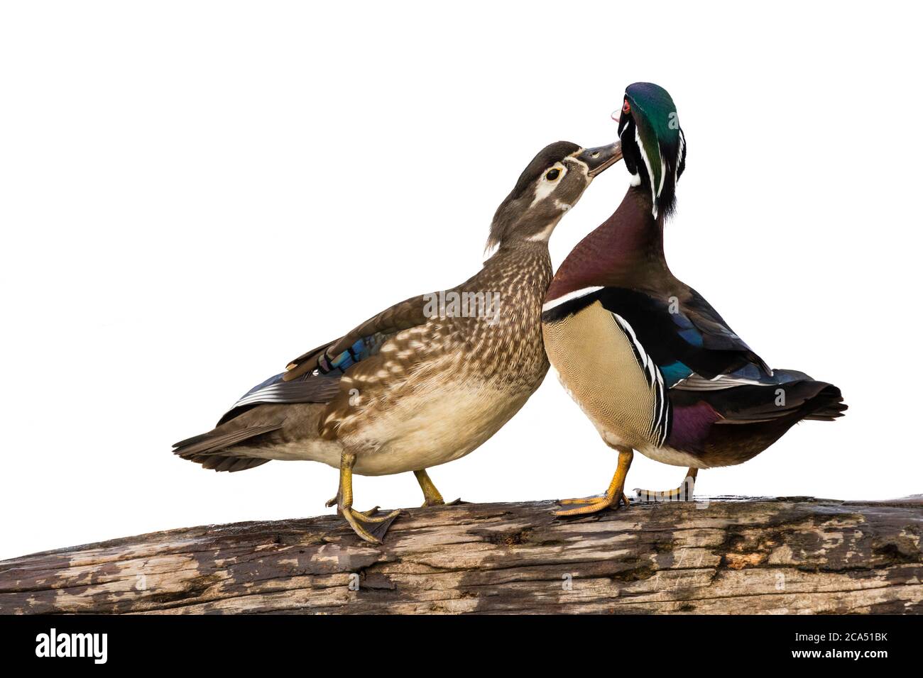 Wood Duck (Aix sponsora) preening reciproco maschile e femminile nella zona umida, Marion Co., Illinois, USA Foto Stock