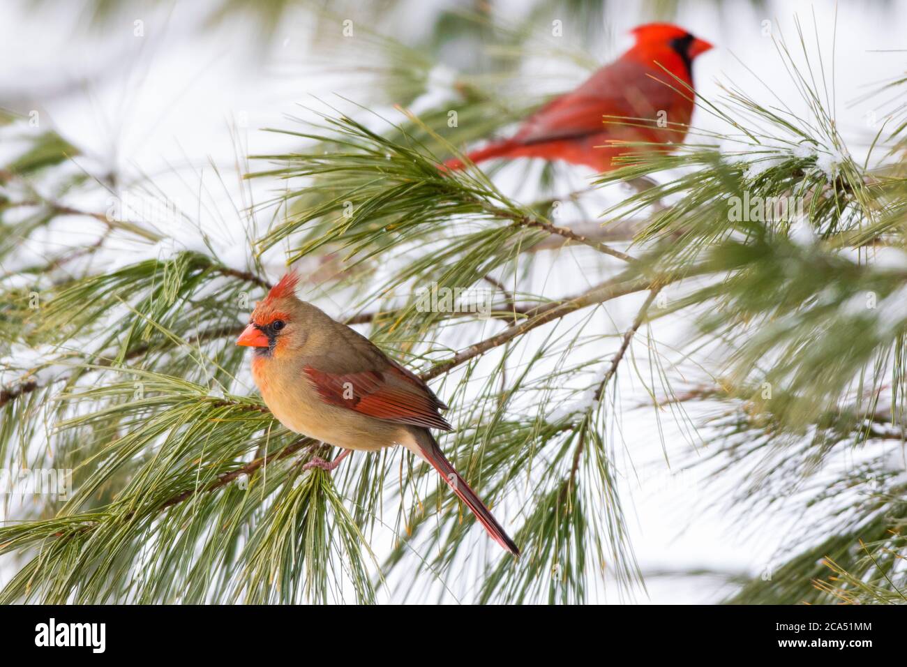 I Cardinali del Nord (Cardinalis cardinalis) che perching su rami di pino, Marion Co., Illinois, Stati Uniti Foto Stock