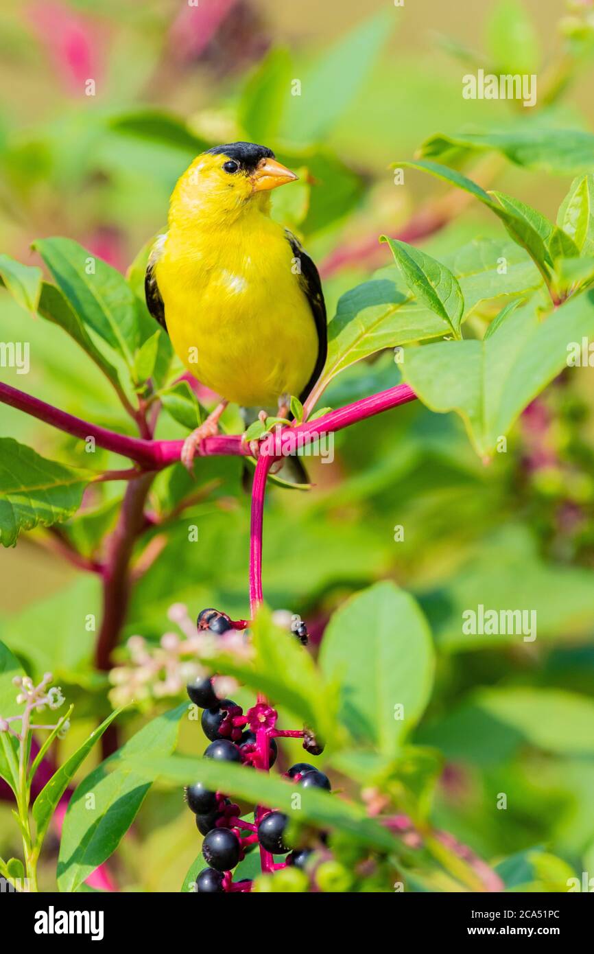 American Goldfinch (Spinus tristis) maschio che perching su pokeberry, Marion Co., Illinois, Stati Uniti Foto Stock