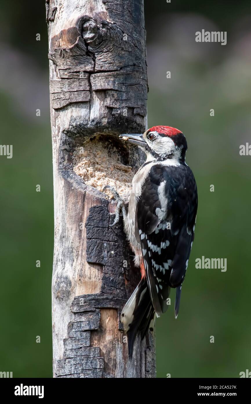 Bella picchio macchiato grande trovare cibo nella corteccia di un albero in Norfolk. Foto Stock