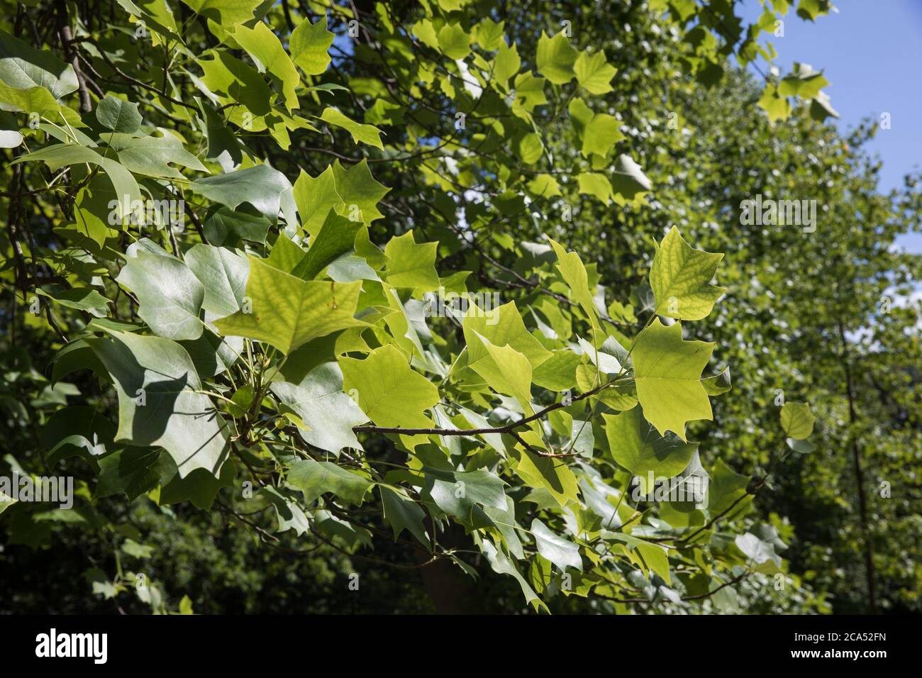 Egham, Regno Unito. 3 agosto 2020. Un albero di pioppo tulipano (Liriodendron tulipifera) è raffigurato nel Parco Grande di Windsor. Il pioppo tulipano è un membro del magn Foto Stock