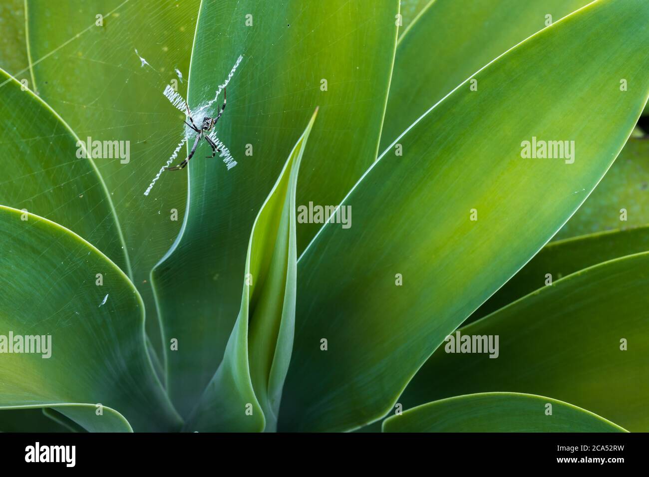 Stupendi ragnatela come una X in questa pianta di agave Foto Stock