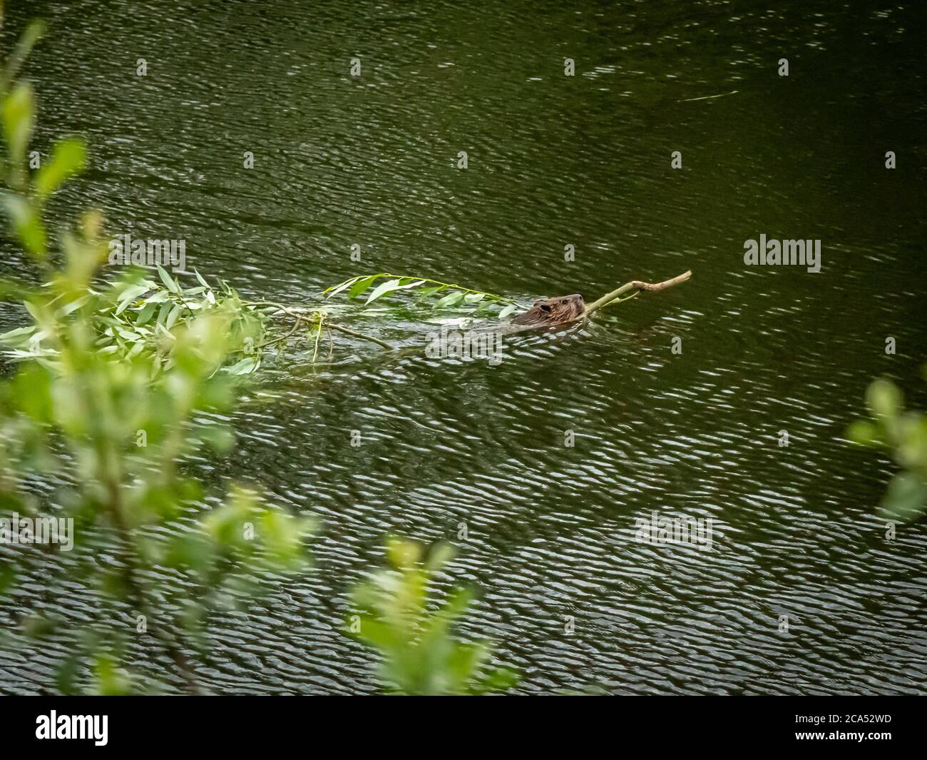 Un Beaver canadese che trascina un ramo attraverso l'acqua alla sua diga, Kitimat River, British Columbia, Canada Foto Stock