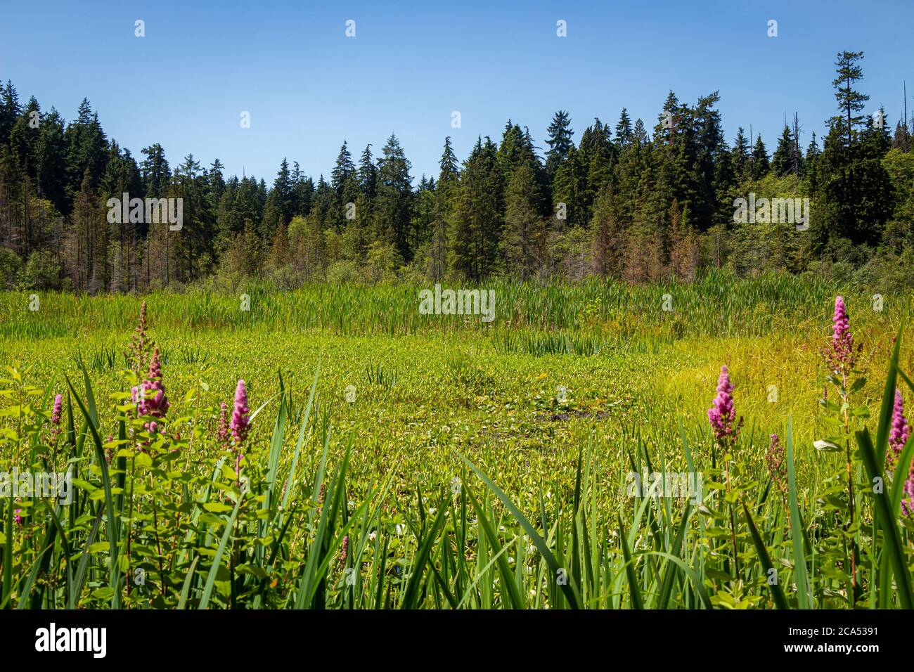 Un lago Beaver in crescita a Stanley Park, Vancouver, in estate, British Columbia, Canada Foto Stock