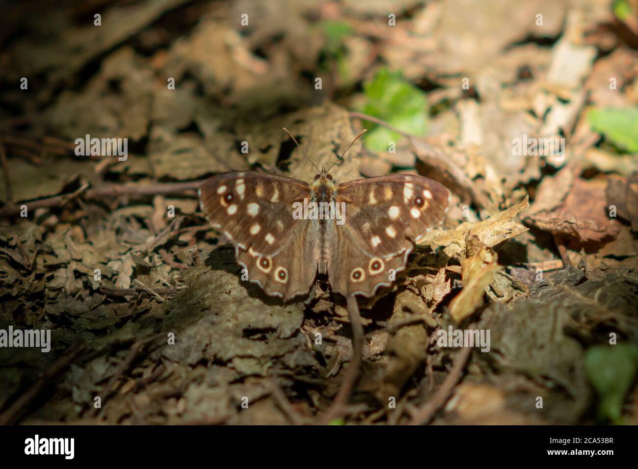 La piccola farfalla marrone si trova un fogliame autunnale asciutto Foto Stock