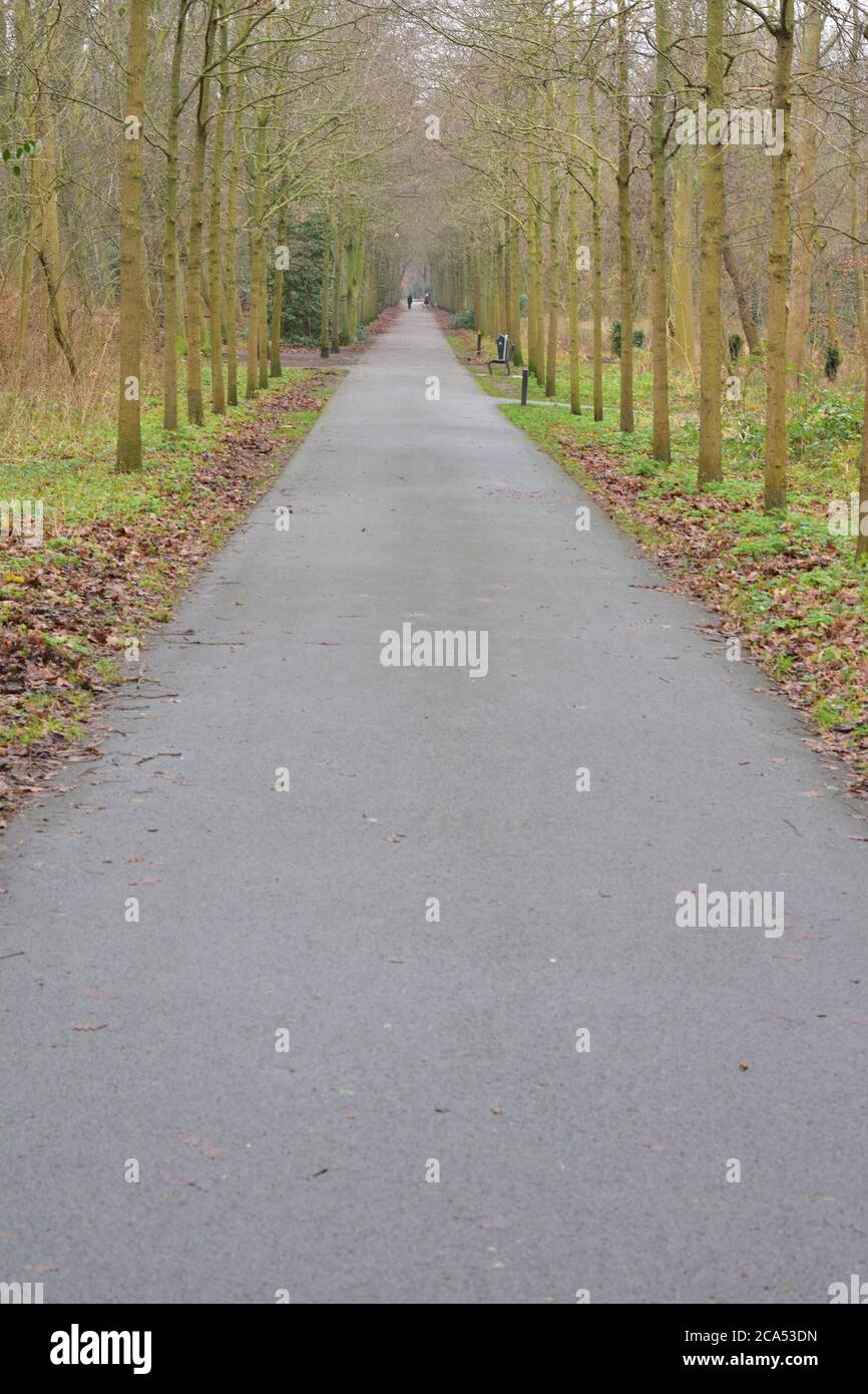 Sentiero asfaltato per pedoni tra alberi, una linea sulla strada in una mattina d'autunno. Autunno. Foto Stock