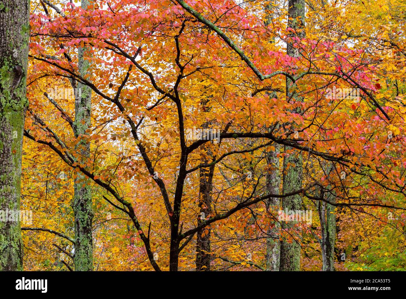 Vista delle foglie colorate sugli alberi, Saline County state Fish Wildlife Area, Saline Co., Illinois, USA Foto Stock