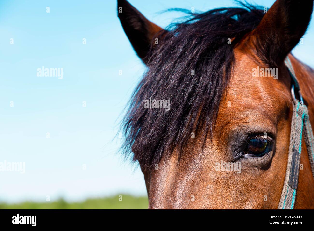 Primo piano di un occhio di cavallo e testa. Occhio di cavallo marrone primo piano Foto Stock