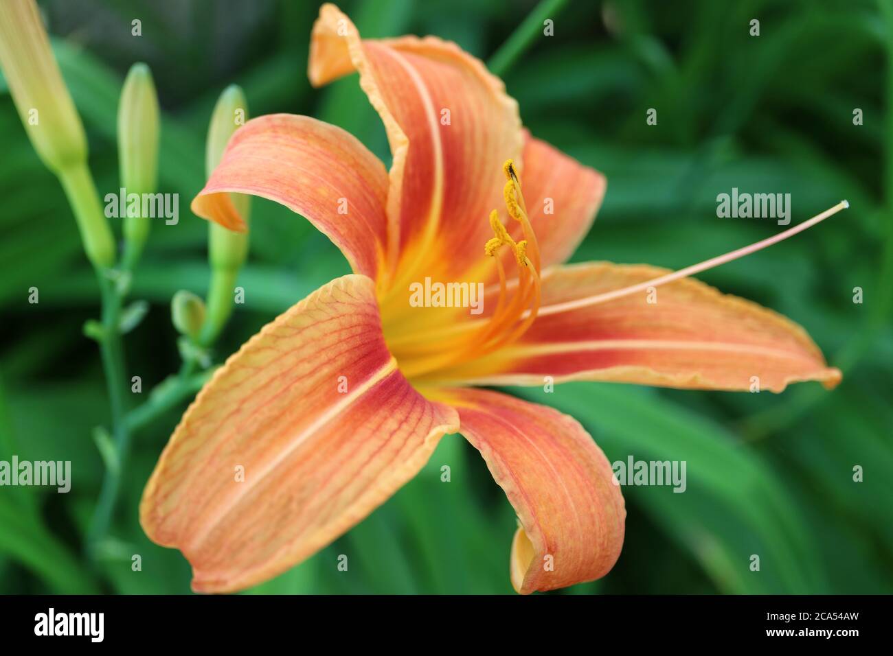 Giglio di giorno con petali morbidi e lunga resistenza, giglio di giorno con le gemme e foglie verdi nel giardino, fiore di colore arancio, bellezza in natura, macro giglio di giorno Foto Stock