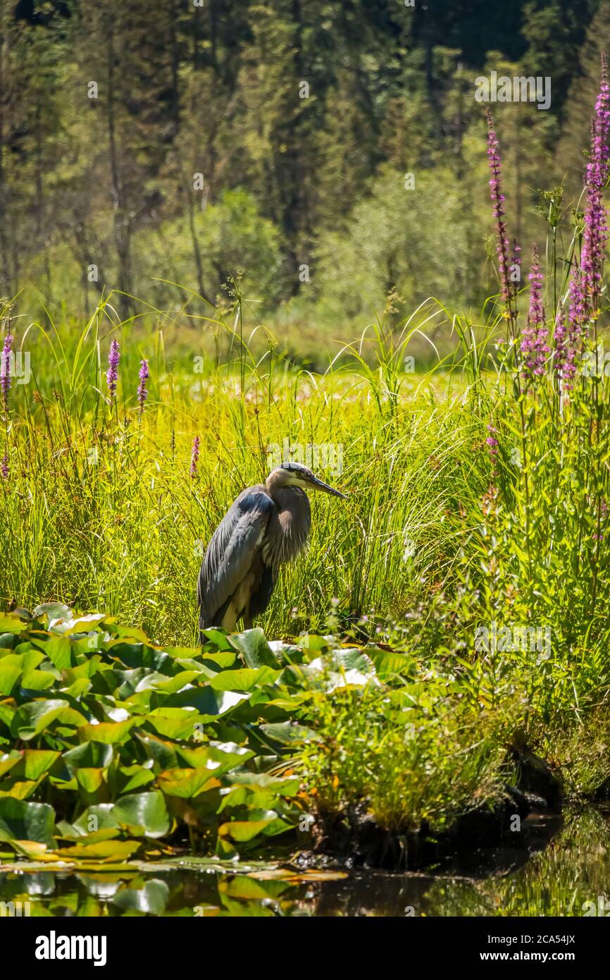 Pesca con airone al lago Beaver, Stanley Park, Vancouver, British Columbia, Canada Foto Stock